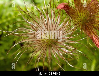 Pasque flower seedhead Banque D'Images