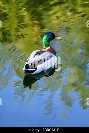 Canard colvert nageant dans un lac reflétant un fond bleu et vert agréable. Banque D'Images