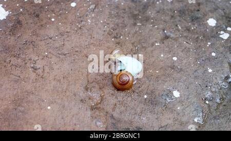 Deux petits escargots de jardin rampent dans une coquille d'œuf bleu vide, sur une surface en pierre. Banque D'Images