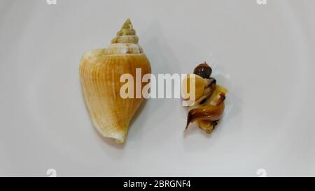 Gros plan de conch de chien à la vapeur, une espèce d'escargot de mer comestible, avec la chair et la coquille disposées côte à côte. Banque D'Images