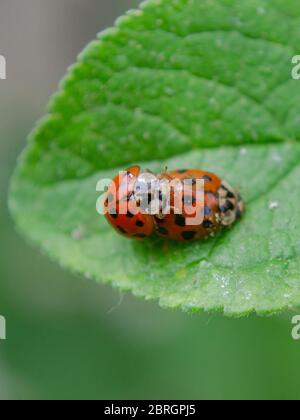 Accouplement des coccinelles asiatiques, Harmonia axyridis, Arlequin coccinelle Banque D'Images