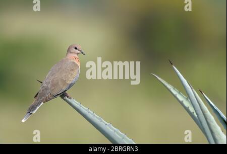 La colombe rieuse est un petit pigeon qui est un éleveur résident en Afrique, au Moyen-Orient et dans le sous-continent indien. Banque D'Images