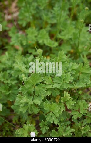 Fleurs jaunes de Ranunculus bulbosus et feuilles texturées Banque D'Images