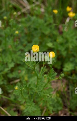 Fleurs jaunes de Ranunculus bulbosus et feuilles texturées Banque D'Images