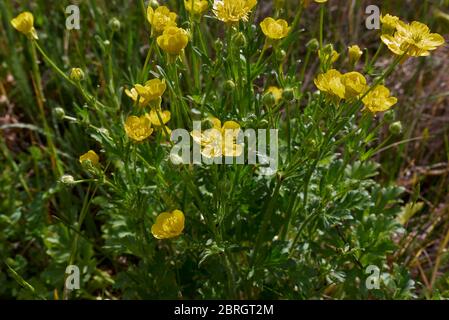 Fleurs jaunes de Ranunculus bulbosus et feuilles texturées Banque D'Images