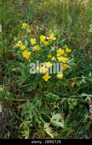 Fleurs jaunes de Ranunculus bulbosus et feuilles texturées Banque D'Images