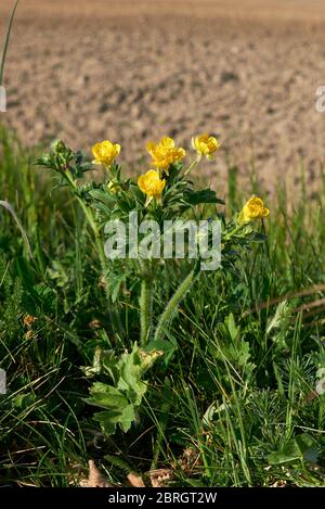 Fleurs jaunes de Ranunculus bulbosus et feuilles texturées Banque D'Images