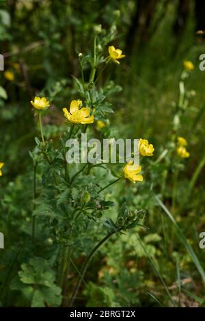 Fleurs jaunes de Ranunculus bulbosus et feuilles texturées Banque D'Images