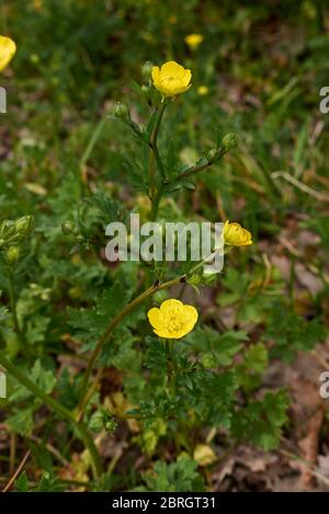 Fleurs jaunes de Ranunculus bulbosus et feuilles texturées Banque D'Images