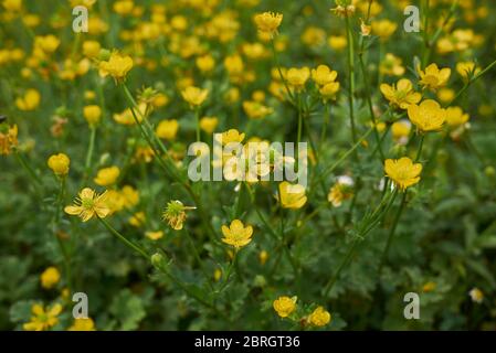 Fleurs jaunes de Ranunculus bulbosus et feuilles texturées Banque D'Images