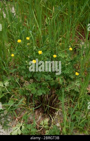 Fleurs jaunes de Ranunculus bulbosus et feuilles texturées Banque D'Images