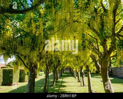 Prestonpan, East Lothian, Écosse, Royaume-Uni, 21 mai 2020. Météo au Royaume-Uni : les arbres entraînés de l'arche de Laburnum sont en pleine floraison au soleil de printemps Banque D'Images