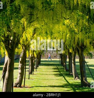 Prestonpan, East Lothian, Écosse, Royaume-Uni, 21 mai 2020. Météo au Royaume-Uni : l'arche de Laburnum est en pleine floraison au soleil. Banque D'Images