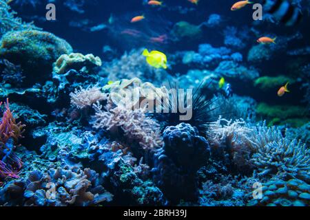 Poissons tropicaux sur un récif de corail. Poissons colorés dans l'eau bleu foncé Banque D'Images