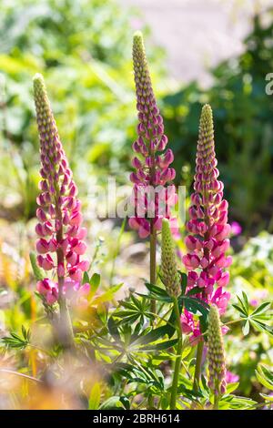 Image en gros plan de la floraison du début de l'été fleurs de lupin également connues sous le nom de Lupinus ou Lupin Banque D'Images