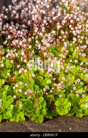 Gros plan de la plante Saxifraga 'London Pride' qui fleurit en mai en Écosse Banque D'Images