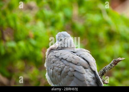Un gros plan d'un bébé Pigeon de bois (Columba palumbus) Banque D'Images