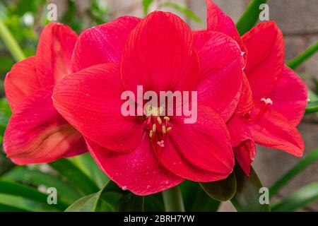 fleurs d'amaryllis rouges, vue rapprochée Banque D'Images