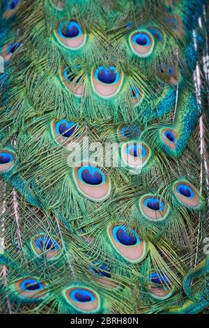 Gros plan de queue de païbou indien (Pavo cristatus) Banque D'Images