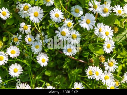 Paysage de printemps avec fleurs de camomille blanche sur le terrain. Vue de dessus des fleurs sauvages en fleurs dans la prairie. Banque D'Images