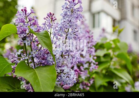 Belle fleur lilas.arbre lilas floraison.fond de printemps frais sur la nature en plein air.image de mise au point douce des fleurs en fleur au printemps Banque D'Images