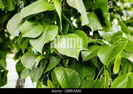 Branche de Linden avec feuilles vertes par jour ensoleillé. Linden au printemps. Arrière-plan de feuille flou Banque D'Images