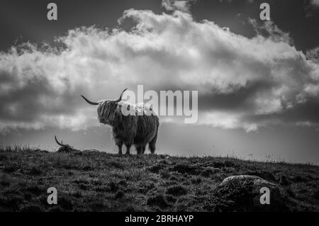 Portrait noir et blanc de deux vaches highlander sur un pré, en Écosse Banque D'Images