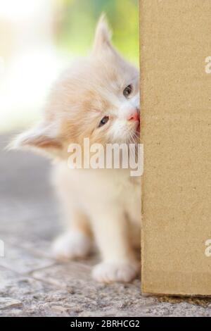 Un chaton blanc beige et moelleux sort de derrière une boîte en carton Banque D'Images