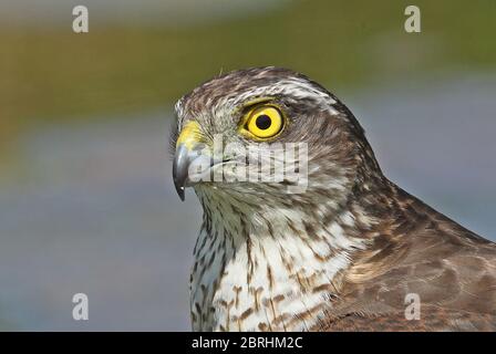 Sperrowhawk eurasien (Accipiter nisus nisus) gros plan du chef d'Eccles-on-Sea immatures, Norfolk, Royaume-Uni Mai Banque D'Images