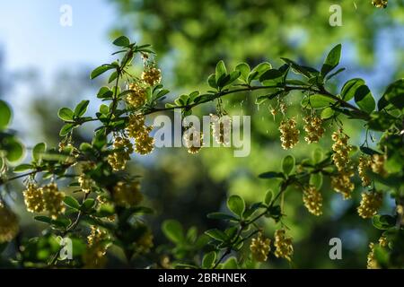 Berberis fleurit au soleil. Banque D'Images