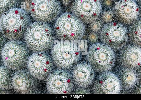 Vue de haut en bas du cactus à deux épines (mammillaria geminispina) après la floraison, avec des fruits rouges. Arrière-plan naturel détaillé intéressant. Banque D'Images