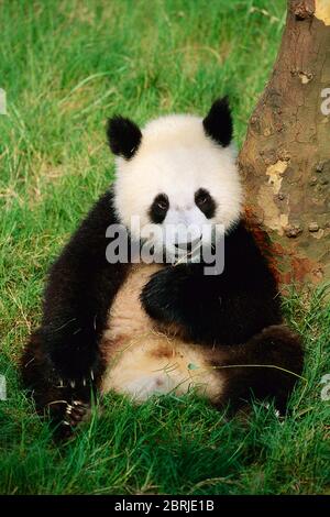 Panda géant, province du Sichuan, Chine Banque D'Images