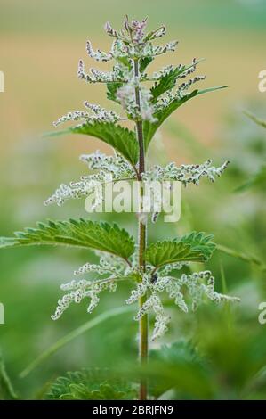 photo macro couleur d'une ortie de fleur dans le champ Banque D'Images