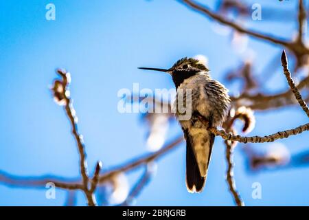 Colibri de montagne dans la montagne du colorado Banque D'Images