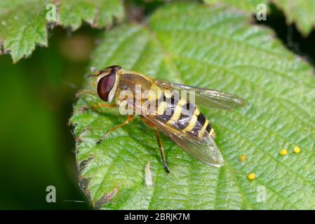 Mouche à tête commune à tête bandée - Syrphus ribesii sur la feuille de Bramble Banque D'Images