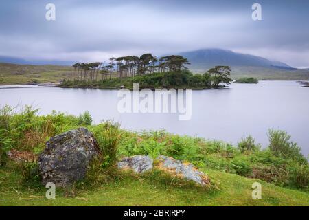 Vue sur Pine Island sur le lac Derryclare. Pine Island, parc national du Connemara, comté de Galway, province du Connacht, Inagh Valley, Irlande. Banque D'Images