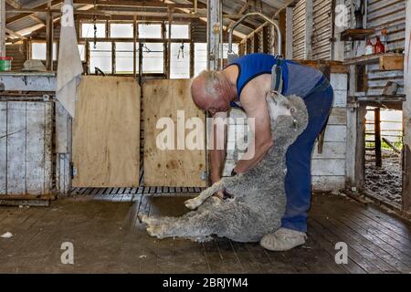 Kangaroo Island, Australie - 9 mars 2020 : un fermier qui commence à cisailler un mouton merino sur l'île Kangaroo, Australie Banque D'Images