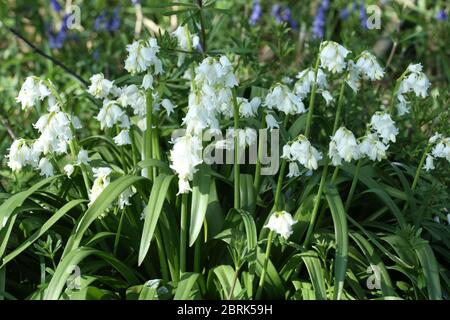 Clope de Bluebells blancs - jacinthoides non-scripta - en fleur Banque D'Images