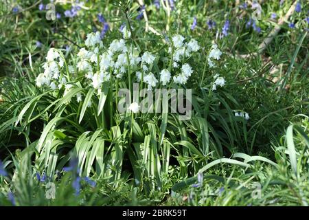 Clope de Bluebells blancs - jacinthoides non-scripta - en fleur Banque D'Images