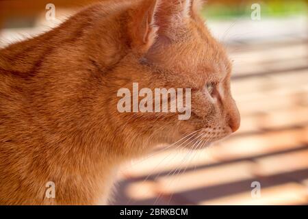 chat rouge - vue rapprochée de la tête d'un chat au gingembre, à l'extérieur dans le jardin Banque D'Images