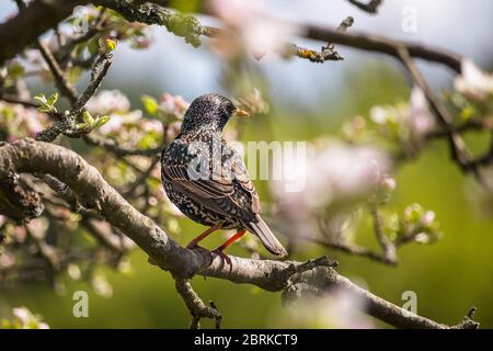 oiseau sur un arbre - en s'assoyant sur une branche d'un pommier en fleur Banque D'Images