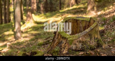 souche d'arbre creux surcultivée avec de la mousse, dans la forêt Banque D'Images