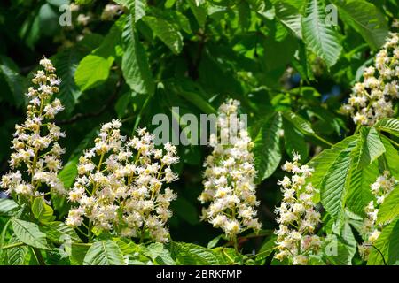 Bougies blanches du châtaignier en fleurs parmi les feuilles vertes. Fleurs d'Aesculus hippocastanum Banque D'Images