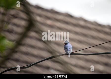 oiseau - avaler assis sur un fil, dans le fond le toit de la maison Banque D'Images