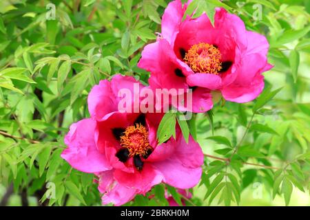 De belles pivoines roses rouges ont fleuri au printemps. Pittoresque fleur de pivoine sur le fond d'un buisson vert, à proximité, dans le jardin d'été Banque D'Images