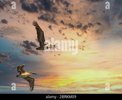 Deux pélicans en vol au coucher du soleil Banque D'Images