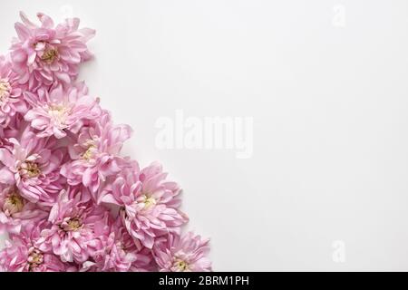 Bordure fleurie sur fond blanc. Arrière-plan des bourgeons de chrysanthème Banque D'Images