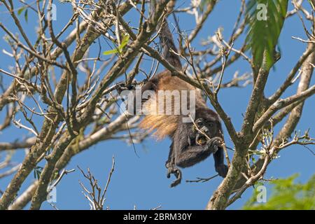 Jeune Singe hurleur se nourrissant dans un arbre dans le Parc National de Tortuguero au Costa Rica Banque D'Images