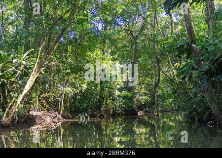 Forêt tropicale lagon de la forêt tropicale dans le parc national de Tortuguero au Costa Rica Banque D'Images