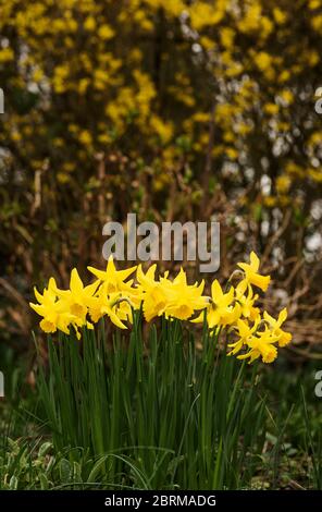 Printemps dans un parc de Londres avec un groupe de jonquilles (alias narcisse et jonquil), vivaces florales de la famille des amaryllis. Banque D'Images